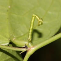 Passiflora suberosa L.